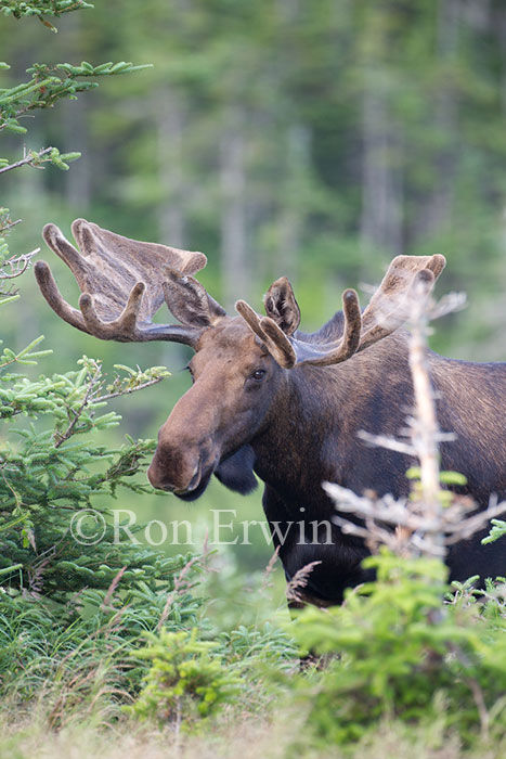 Large Bull Moose