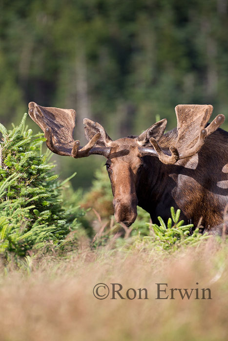 Large Bull Moose