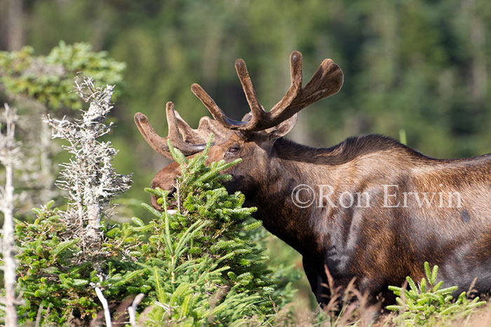 Large Bull Moose