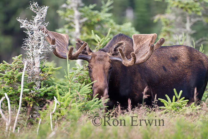 Bull Moose