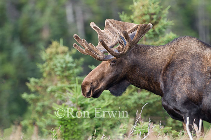 Bull Moose