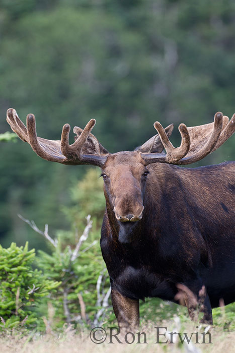 Bull Moose