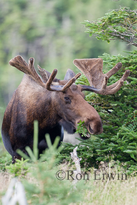 Large Bull Moose