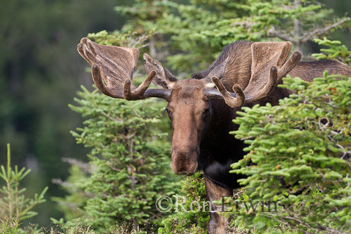 Bull Moose