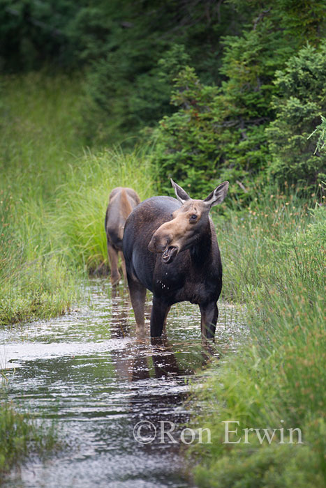 Moose Cow and Calf