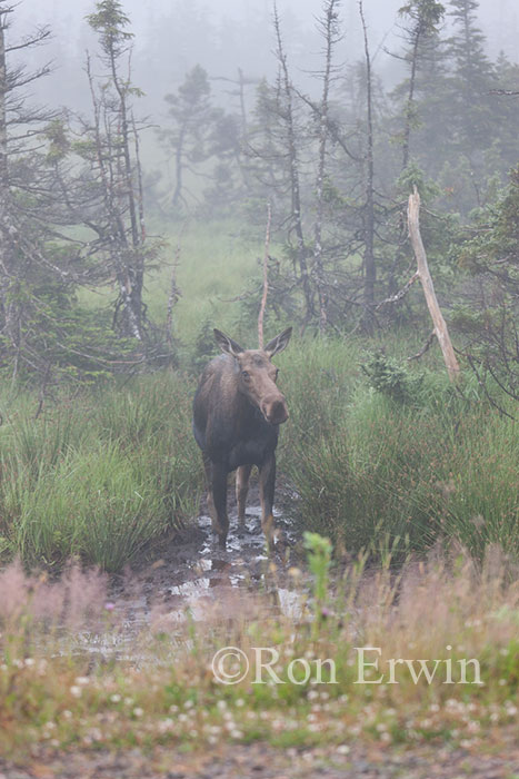 Moose in the Fog