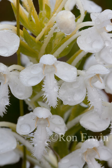 White Fringed Orchis