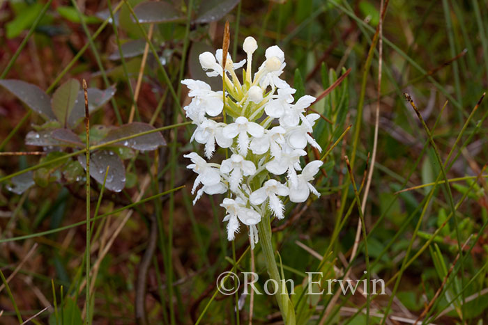 White Fringed Orchis