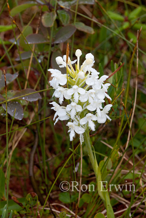 White Fringed Orchis