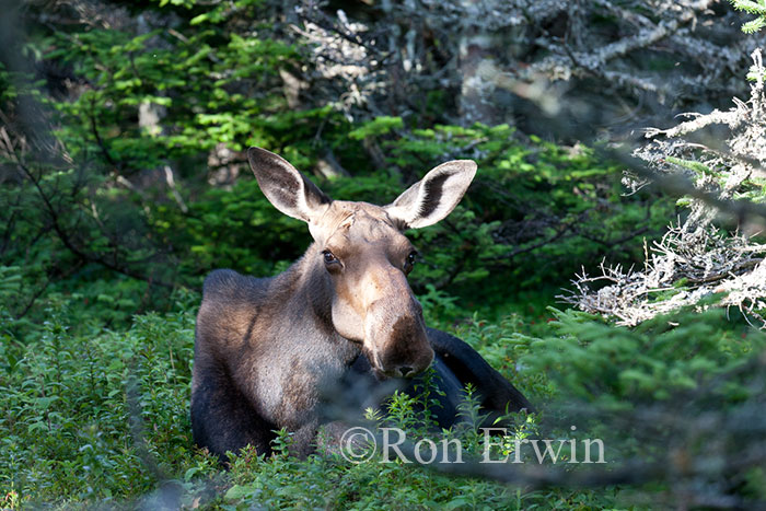 Female Moose