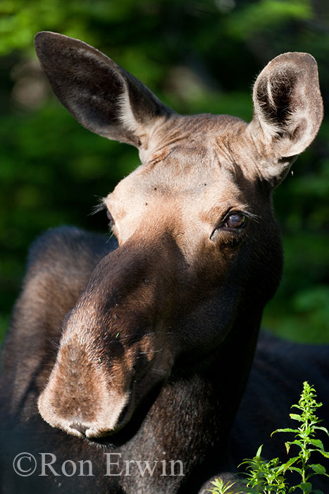 Female Moose