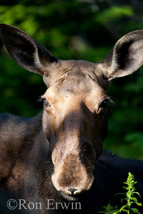 Female Moose