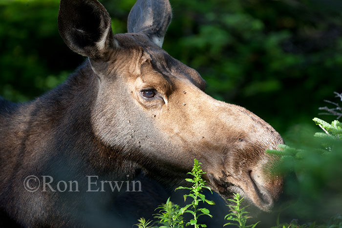 Female Moose