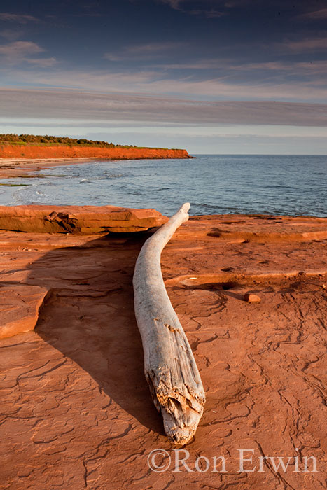 Driftwood on Red PEI Shore