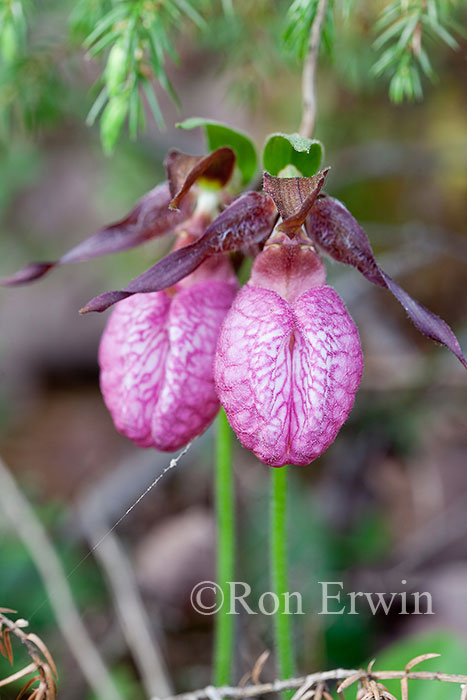 Pink Moccasin Flowers