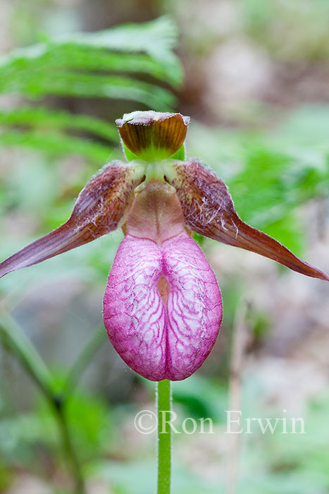 Pink Moccasin Flowers