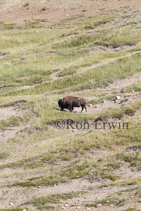 Bison in Grasslands