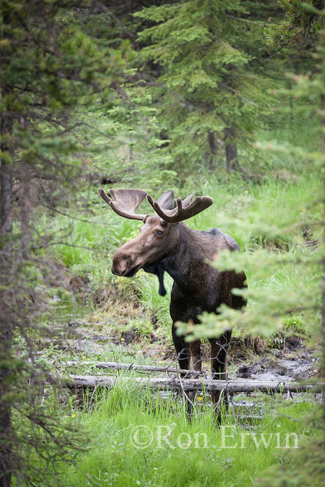 Bull Moose