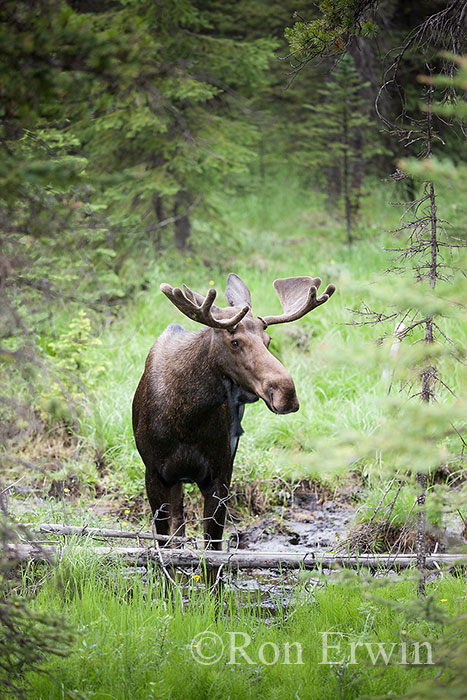 Bull Moose