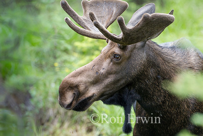 Bull Moose