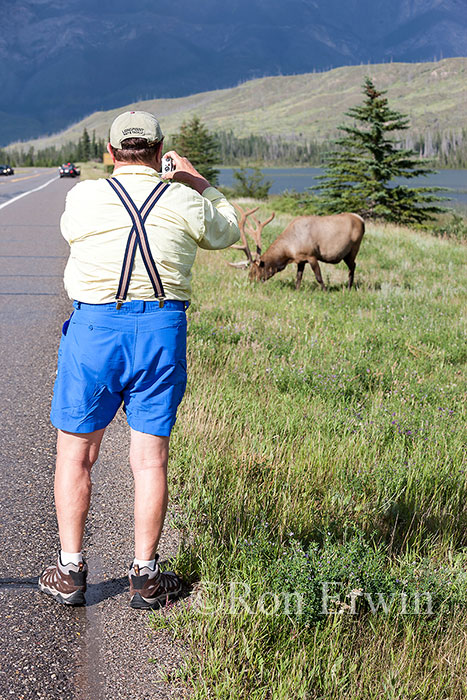 Tourist & Elk, Jasper © Ron Erwin