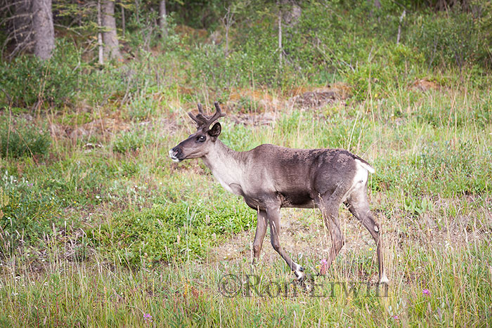 Woodland Caribou