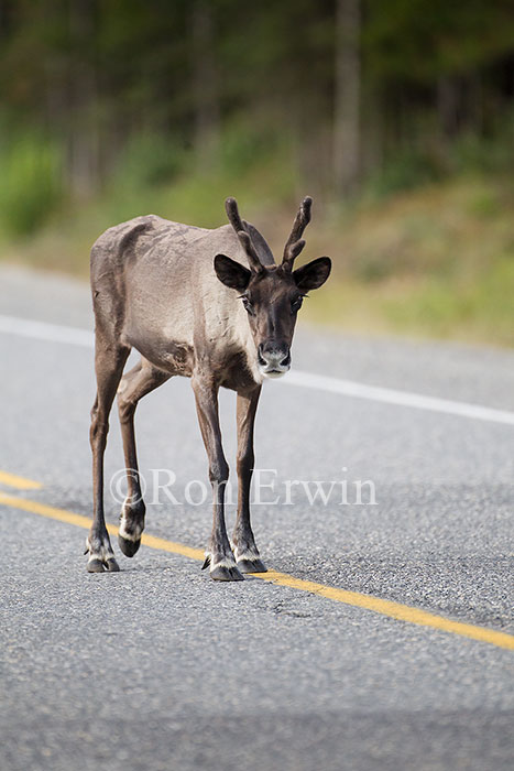 Woodland Caribou