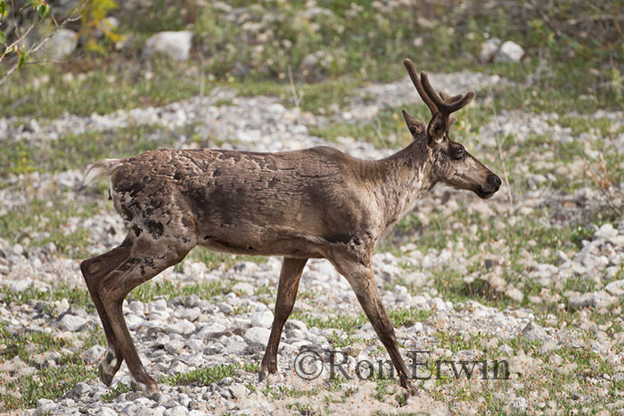 Woodland Caribou