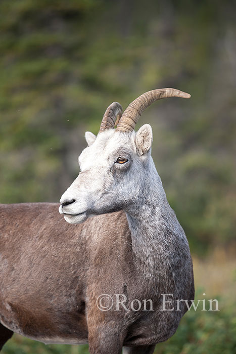 Stone Sheep