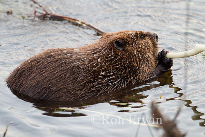 Beaver