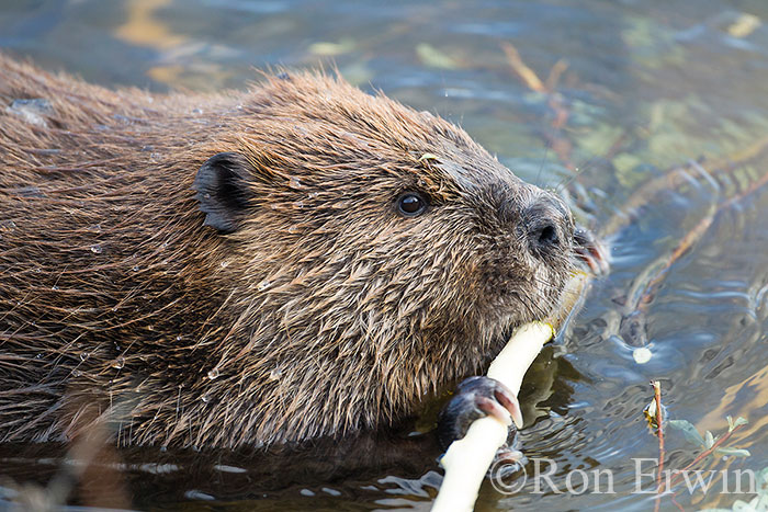 Beaver