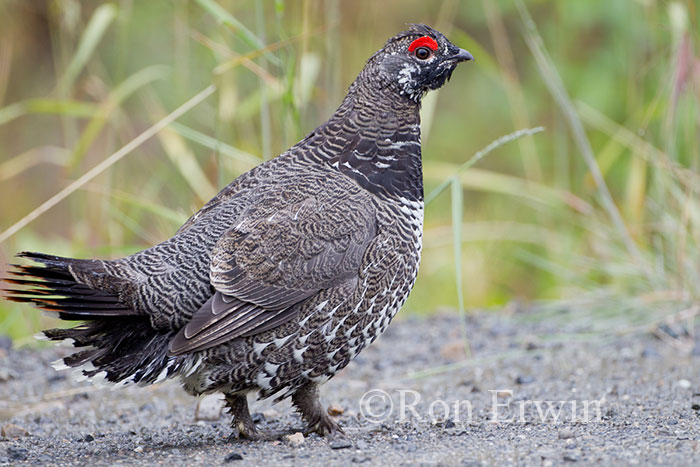 Male Spruce Grouse © Ron Erwin
