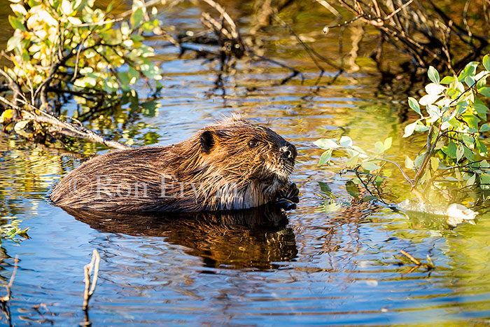 Beaver