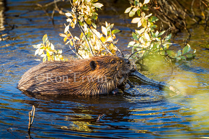 Beaver