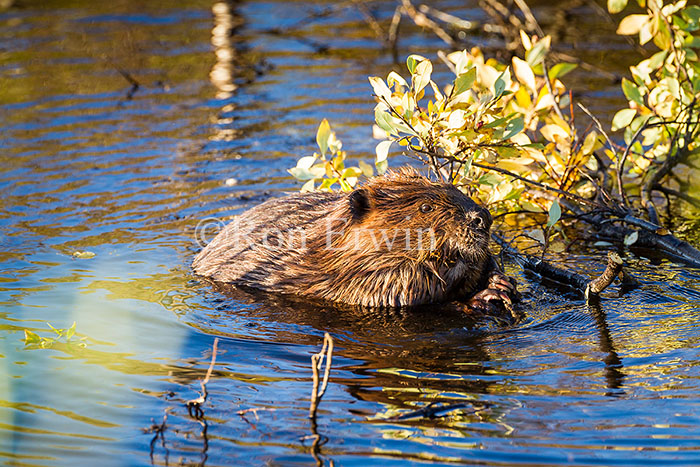 Beaver