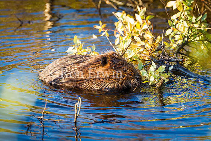 Beaver