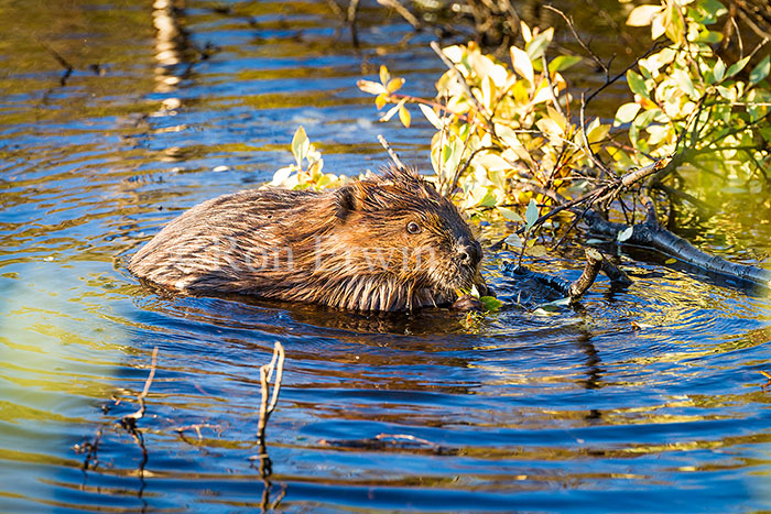 Beaver