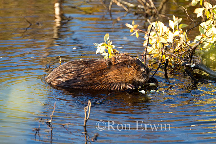 Beaver