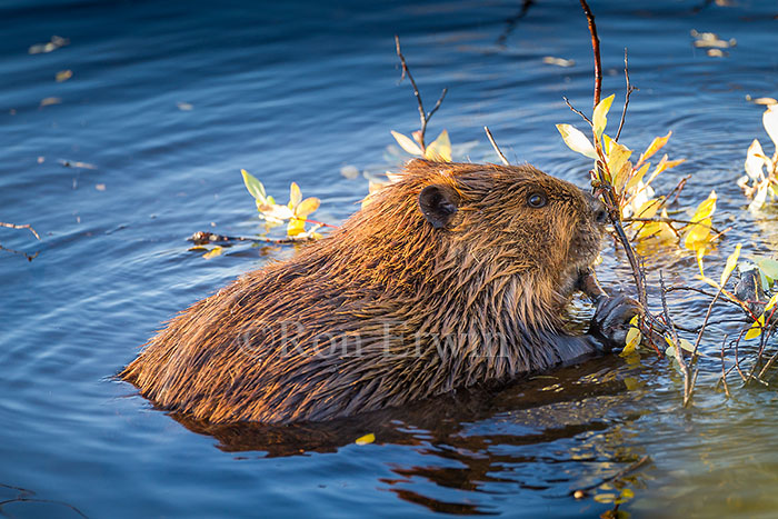 Beaver