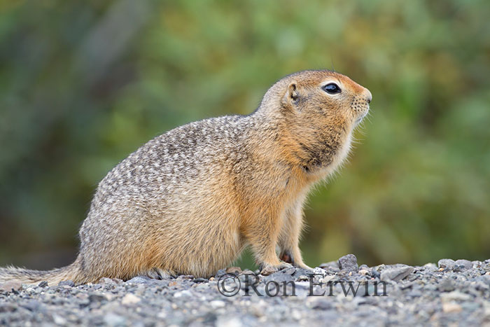 Arctic Ground Squirrel © Ron Erwin