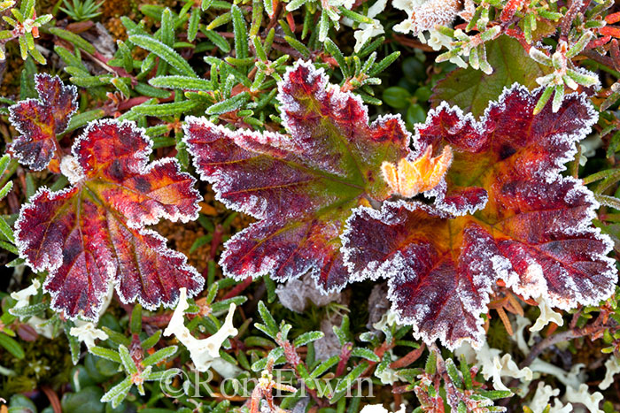 Frosted Cloudberry Leaves © Ron Erwin