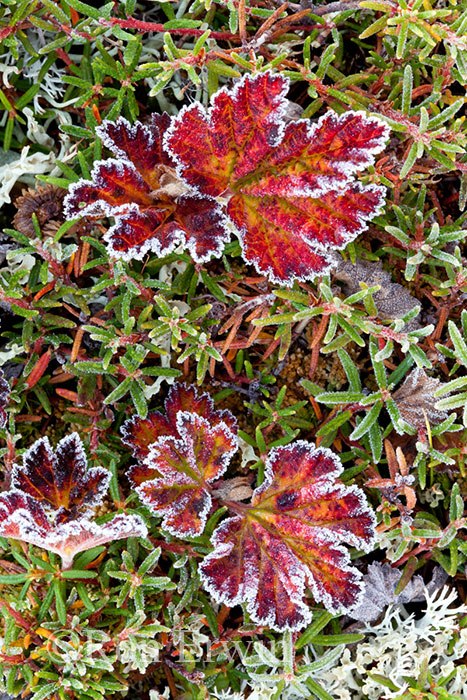 Frosted Cloudberry Leaves