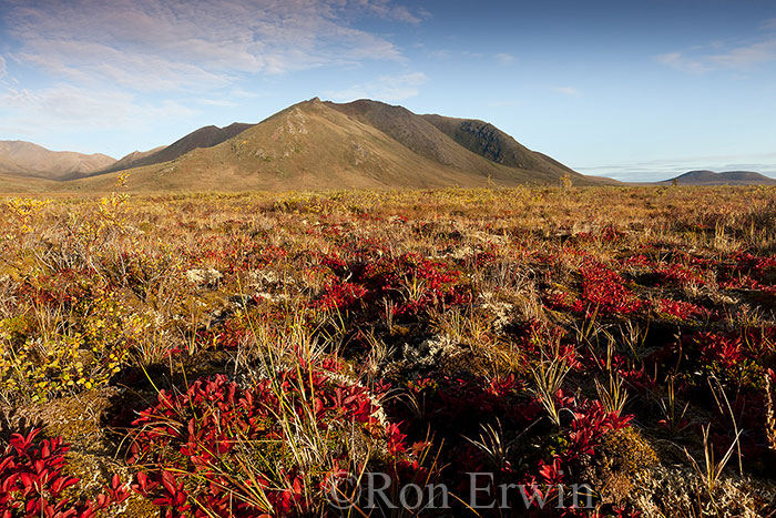 Autumn in the Blackstone Range, YT © Ron Erwin