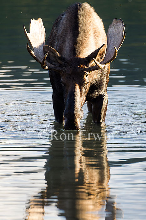 Bull Moose