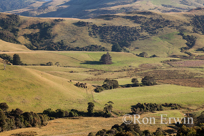 Hills and Pastures in NZ