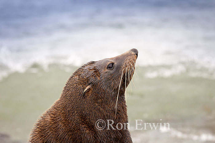 Kekeno or Fur Seal, NZ
