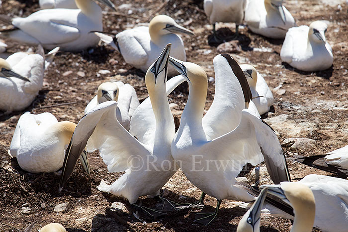 Northern Gannets