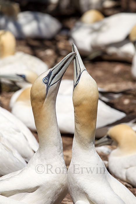 Northern Gannets