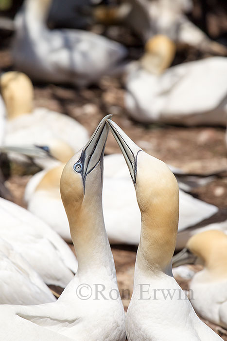 Northern Gannets