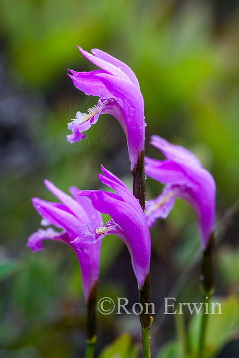 Arethusa Orchids